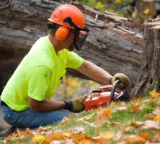 tree services New Orleans